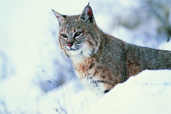 A wild lynx cat walks through the snow in winter