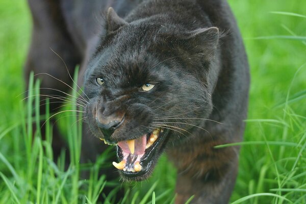 The grin of a black panther with a threat in his eyes