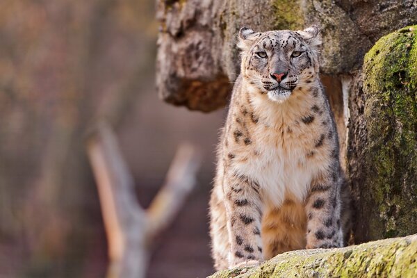 A snow leopard is sitting on the rocks