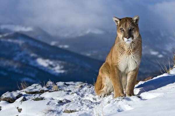 Cougar en la nieve blanca en las montañas