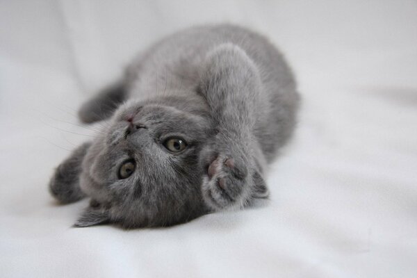 The Grey Queen on the master s bed