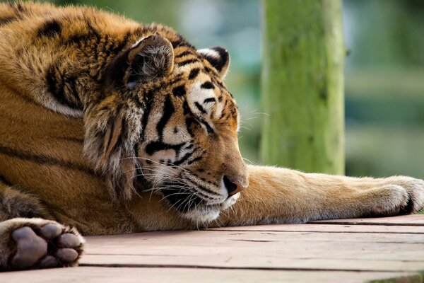 Tiger sleeps on a plank surface