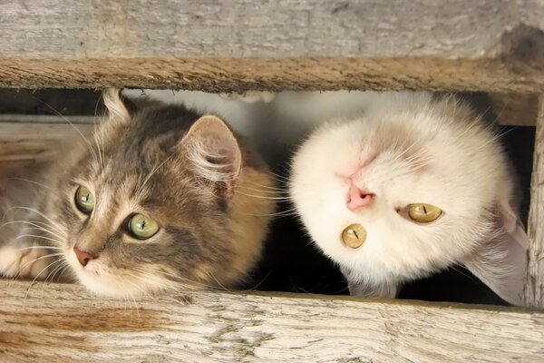 Two cat faces look out from under a piece of wood