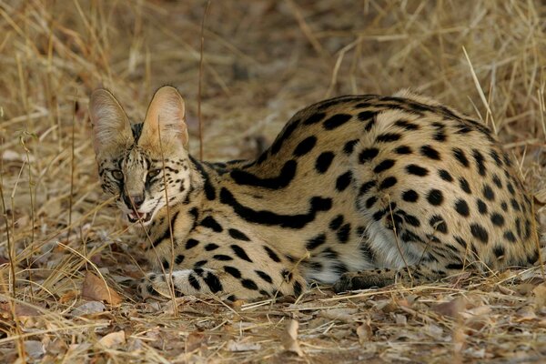 Image of a wild cat, leopards