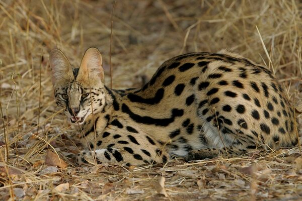 Imagen de un gato salvaje, leopardos