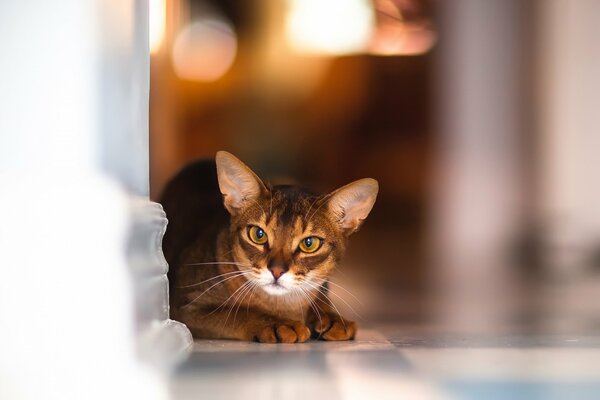 Photo of a macro cat with a bokeh from behind