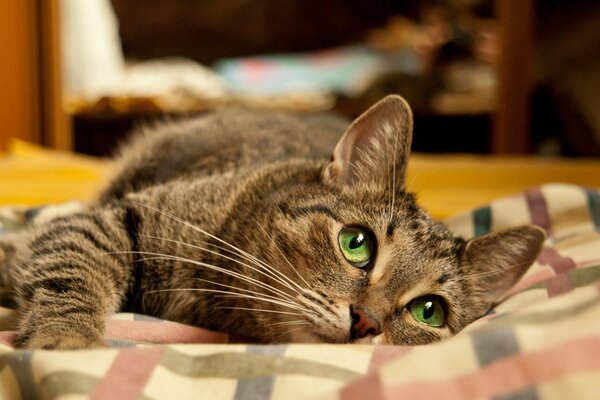 Rustic kitty on the bed