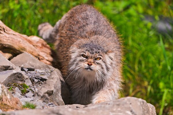 Gato salvaje manul-divertido y despeinado