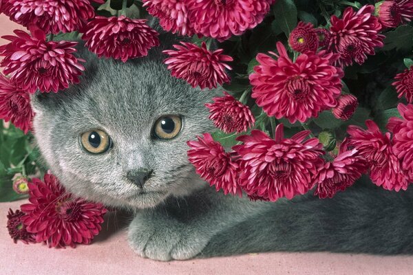 A grey cat with a pitiful look sits under a beautiful bouquet of red flowers