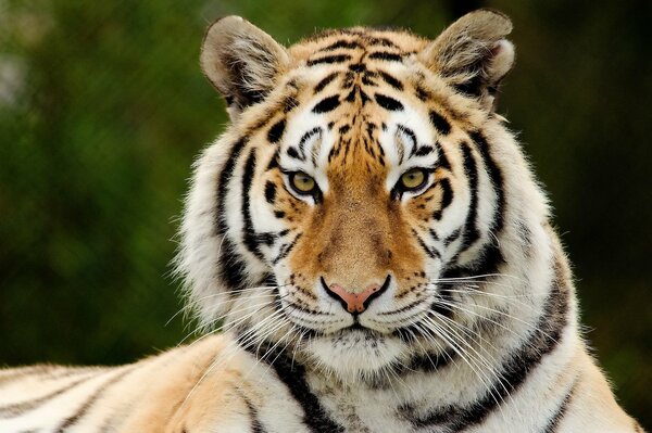 The predatory gaze of a striped tiger