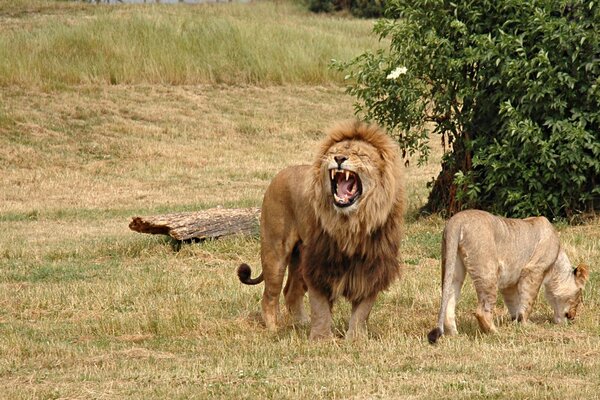 The lion roars next to the lioness