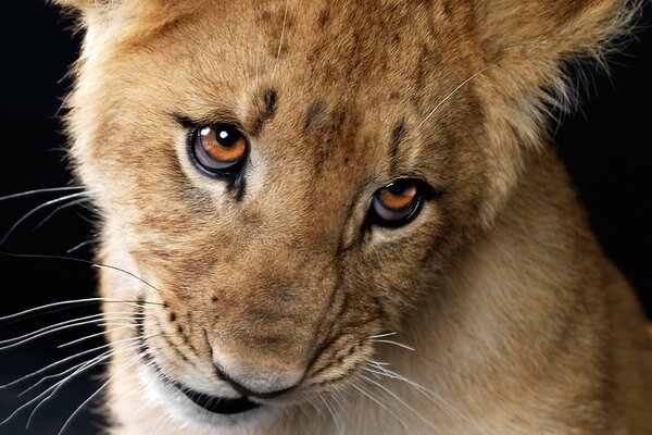 Le regard d un petit lionceau. Ambre yeux