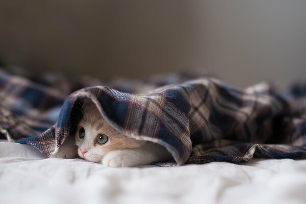 The kitten poked its muzzle out from under the blanket
