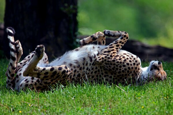 Beau léopard couché sur l herbe