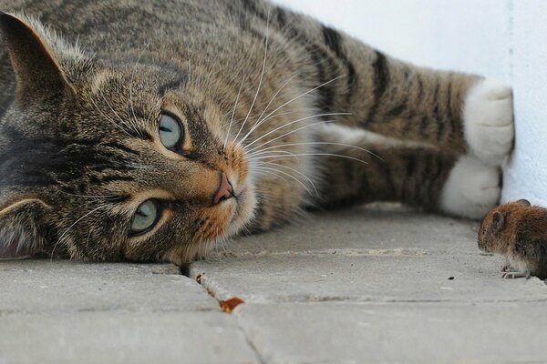 Makrofoto von Katze und Maus