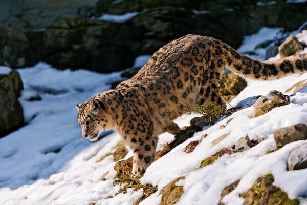 Snow leopard walking on snow in the mountains