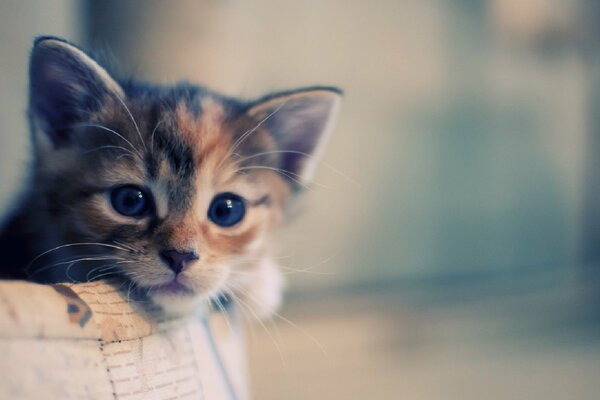 Foto di un simpatico gattino che fa capolino dal cestino