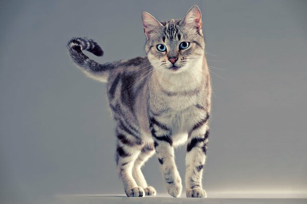 Chat à rayures va sur fond gris