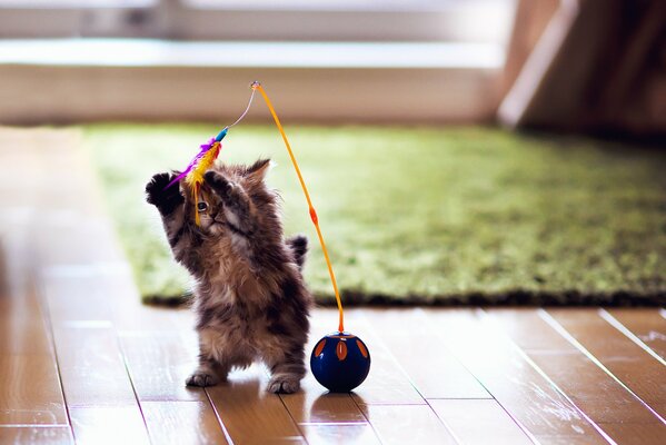 Gatito peludo gris juega con plumas de colores