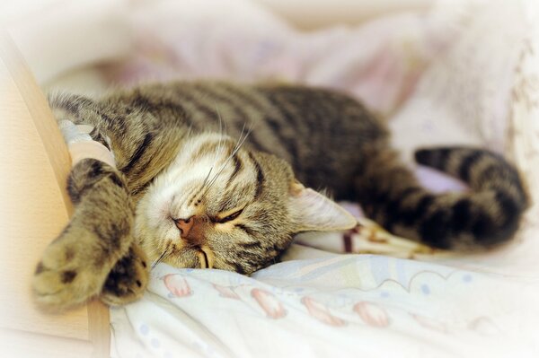 Sleepy gatto volando sul letto