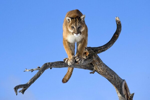 Cougar se prepara para saltar de un árbol