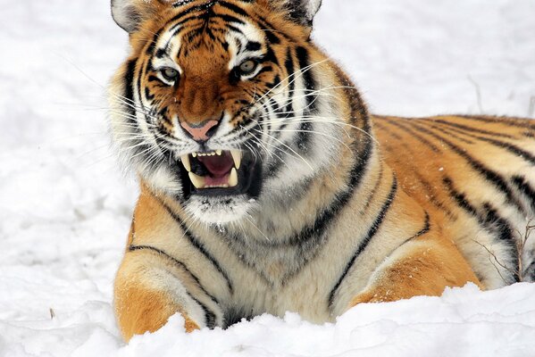 La mirada amenazadora de un tigre depredador