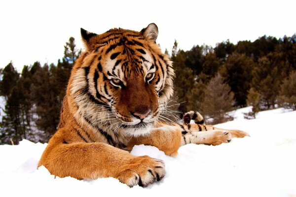 Museau de tigre avec un regard maussade en hiver