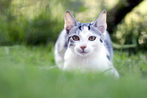 Die Katze liegt auf dem Gras und ruht sich aus