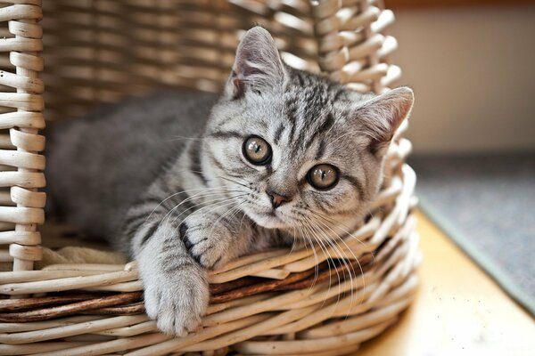 The kitten looks out of the basket with interest