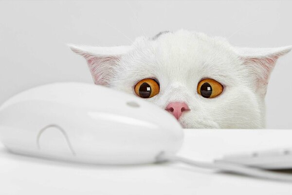 A white cat looking at a computer mouse