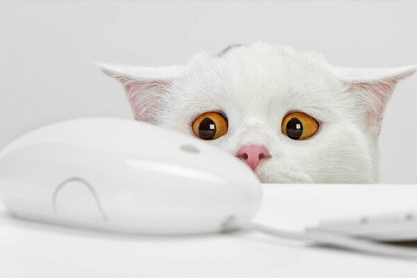 Biały kot patrzący na mysz komputerową
