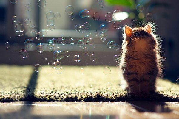 Fluffy kitten looks at soap bubbles