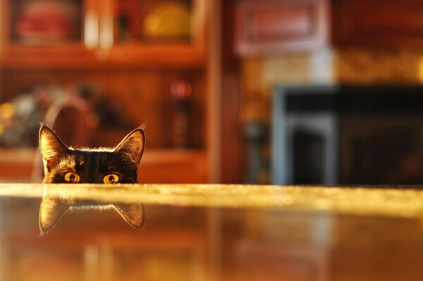 The cat looks out from under the table with a reflection