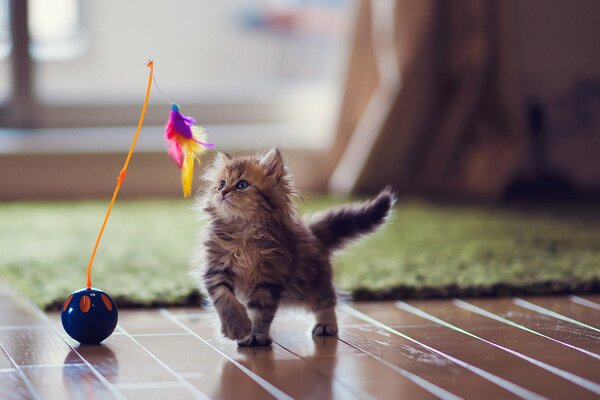 A kitten is playing with a toy made of feathers