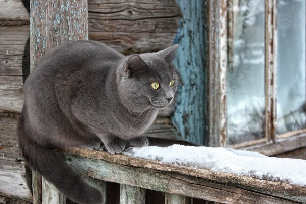 Il gatto grigio si siede vicino alla vecchia capanna in un giorno d inverno