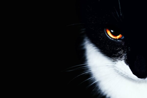 Occhio astuto di gatto bianco e nero su sfondo nero