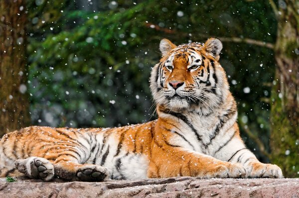 The tiger is lying on a rock under the snow