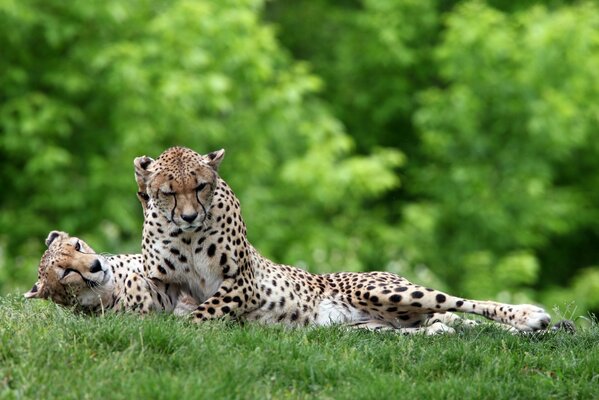 Two leopards on a green background