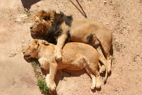 León y Leona duermen en la tierra