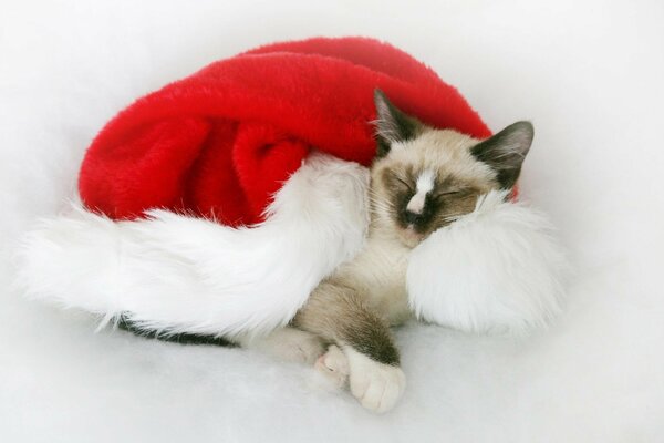 The cat sleeps on the hat of Santa Claus