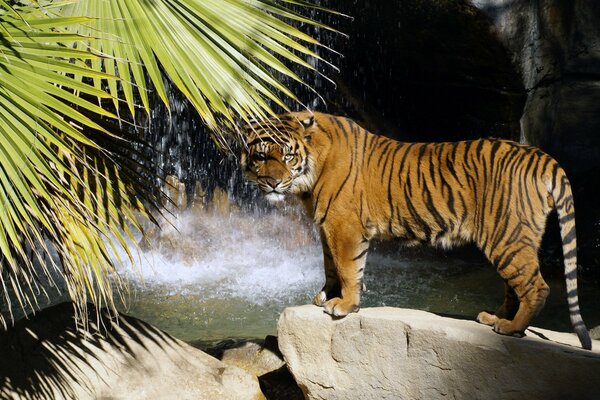 Tygrys w otoczeniu palmy, wodospadu i kamieni
