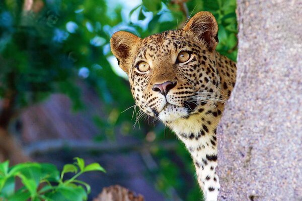 Leopard on a tree waiting for prey