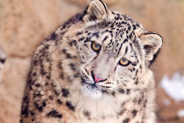 The snout of a snow leopard, a look