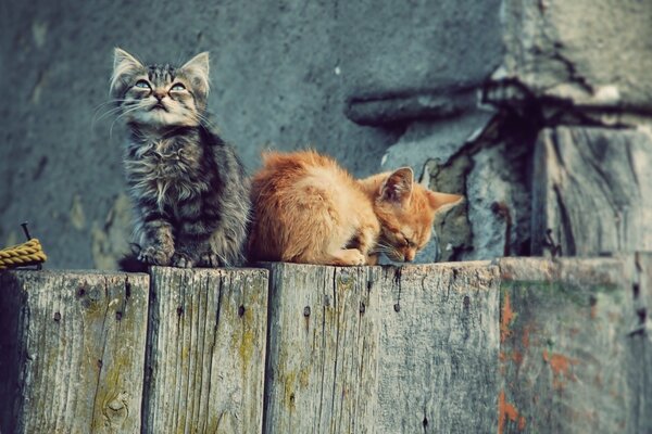 Graue und rote Kätzchen sitzen auf einem Zaun