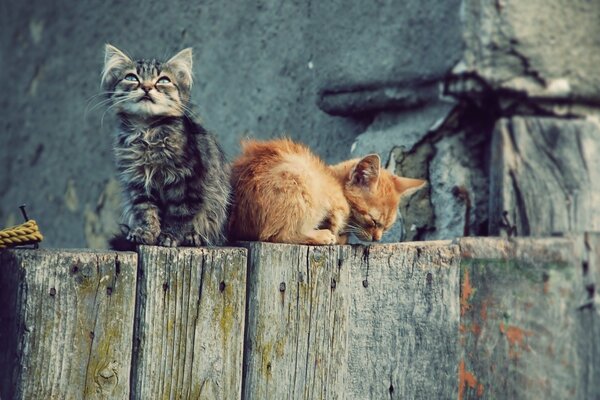 Gray and red kittens are sitting on the fence