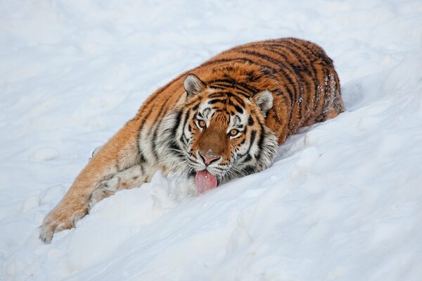 Ein großer Tiger liegt im Schnee