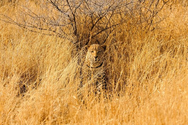 Ein Leopard im Gras und ein stacheliger Baum