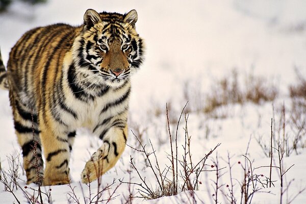 Ein gestreifter Tiger fliegt durch den weißen Schnee