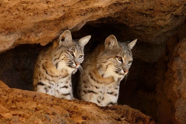 Big cats lynx in the cave