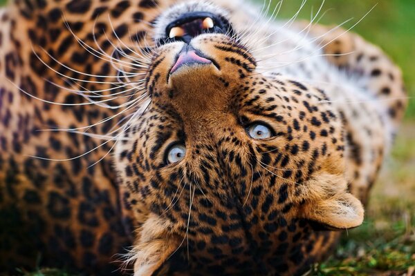 Leopardo giocoso dagli occhi azzurri sul prato